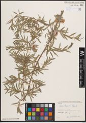 Foto von Salix capusii Franch.